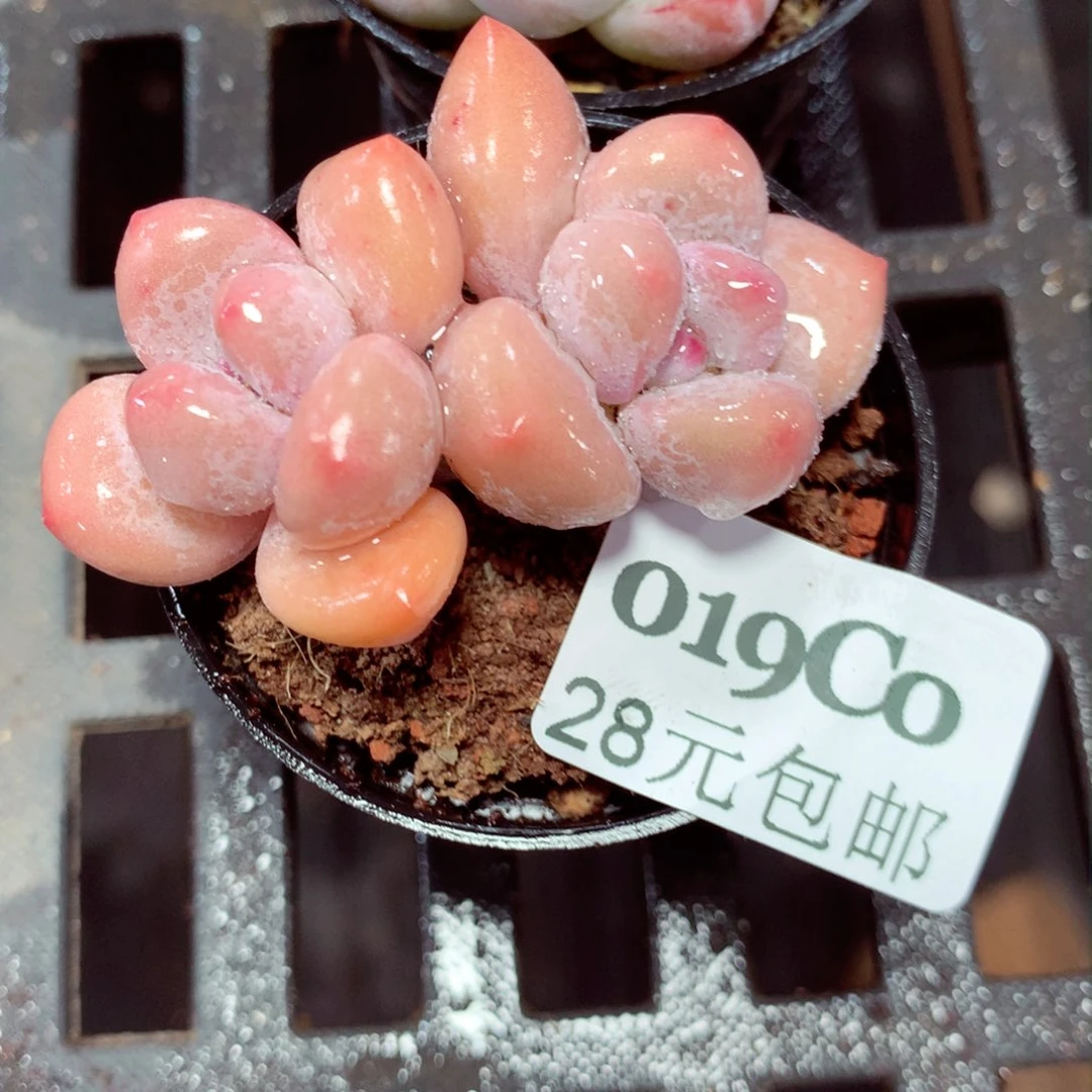 5厘米盆精控多肉019