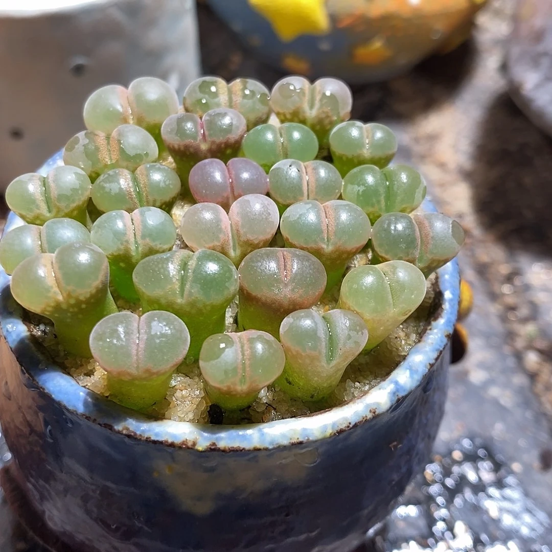 五颗鲑鱼粉杂交风铃。