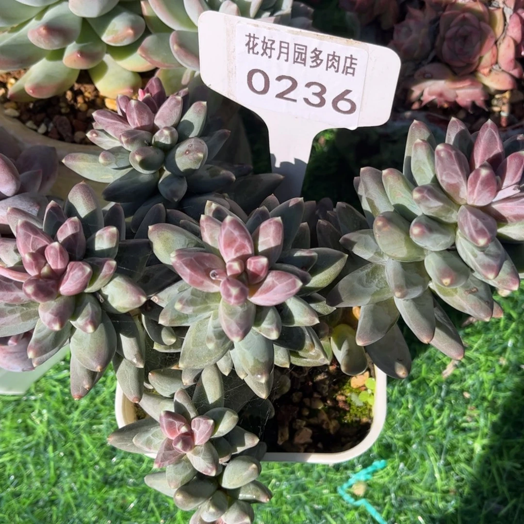 问***墨多肉植物0236 满30包邮