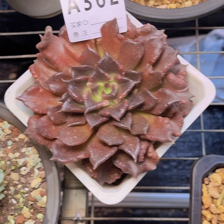 小***王好好哦好好噢啊哈哦362