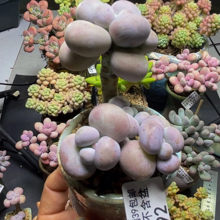 芭比奶酪192/6cm多肉