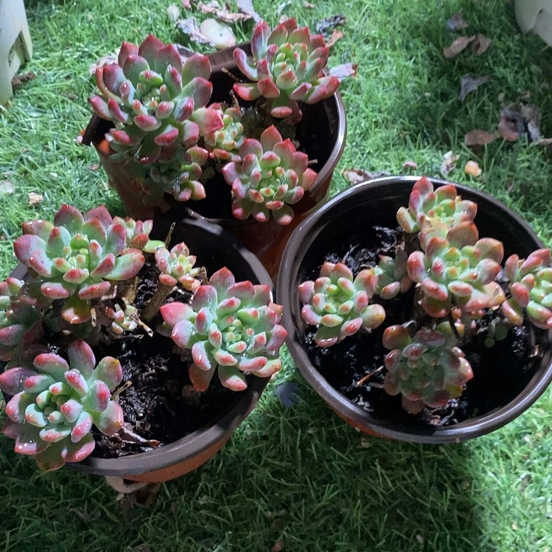 小老桩蓝苹果3盆多肉脱土