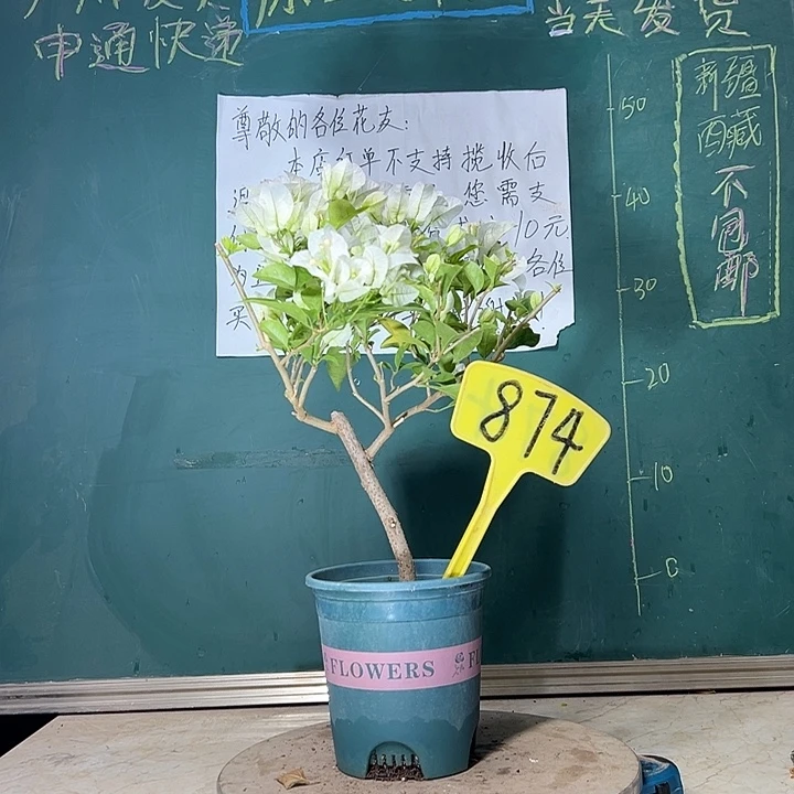 当前无花栽培后可以开花白雪公主 874