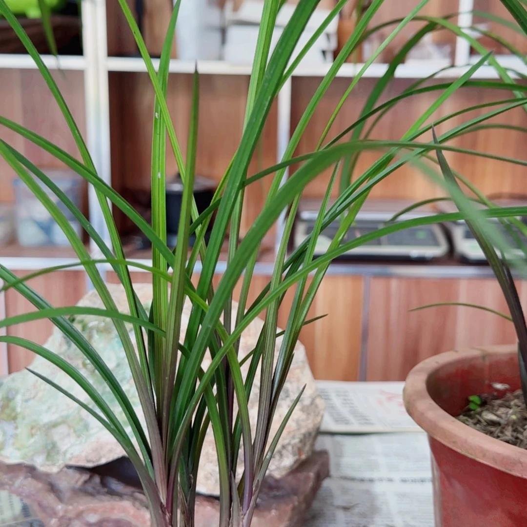 凹***慢当前无花栽培后可以开花