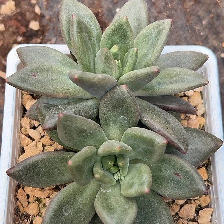 美人特价一物一拍