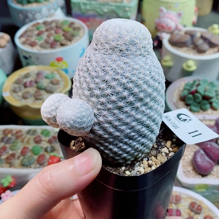 生石花花花花花花11