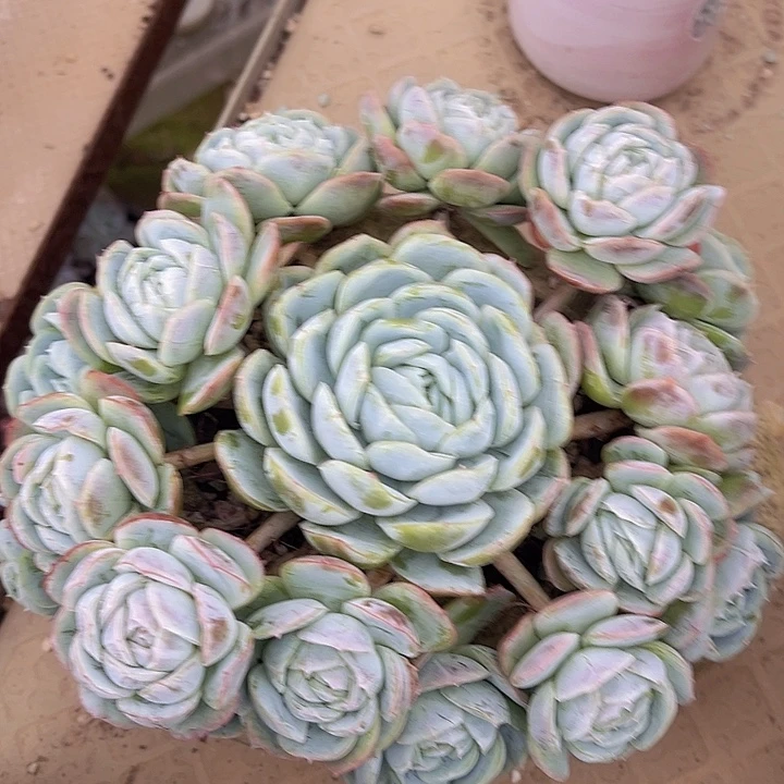 西娜07235多肉植物