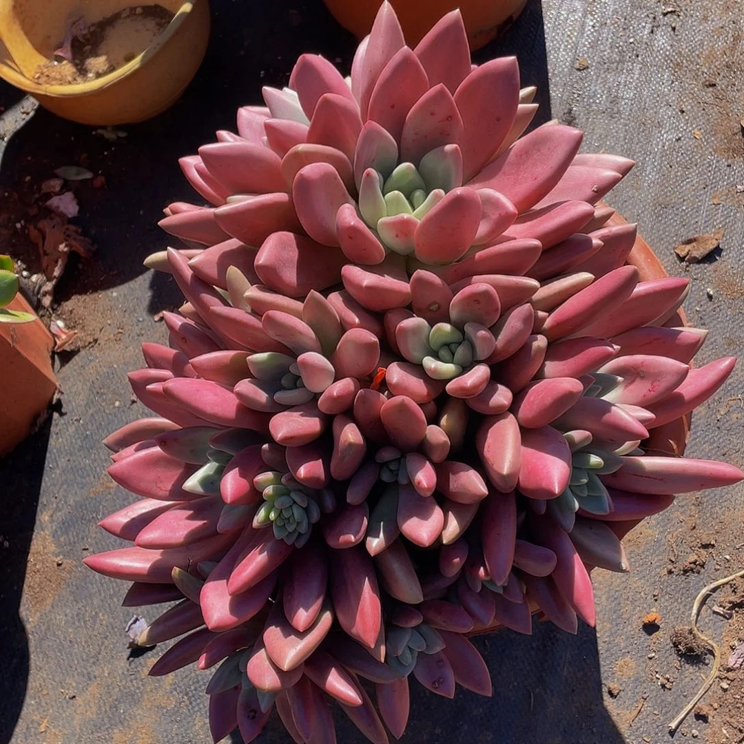 桃花源68多肉老桩群生