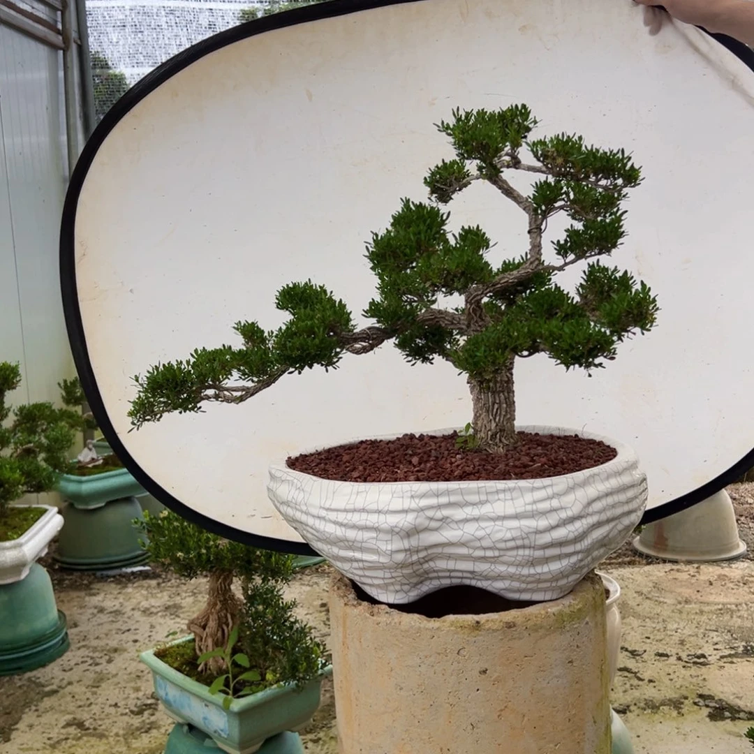 四季常青老桩黄杨盆景