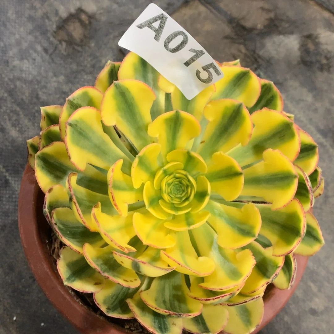 紫砂茶杯A015–太阳神88福利福利福利