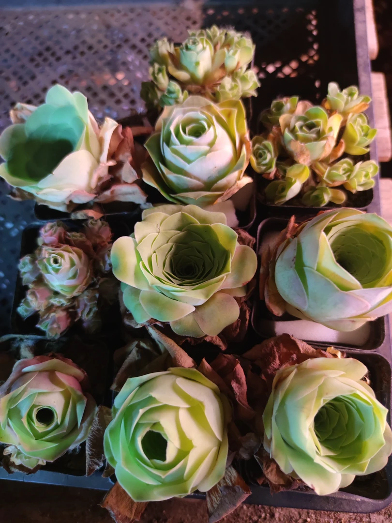 脱土10颗精品山地玫瑰（套餐脱土十颗）