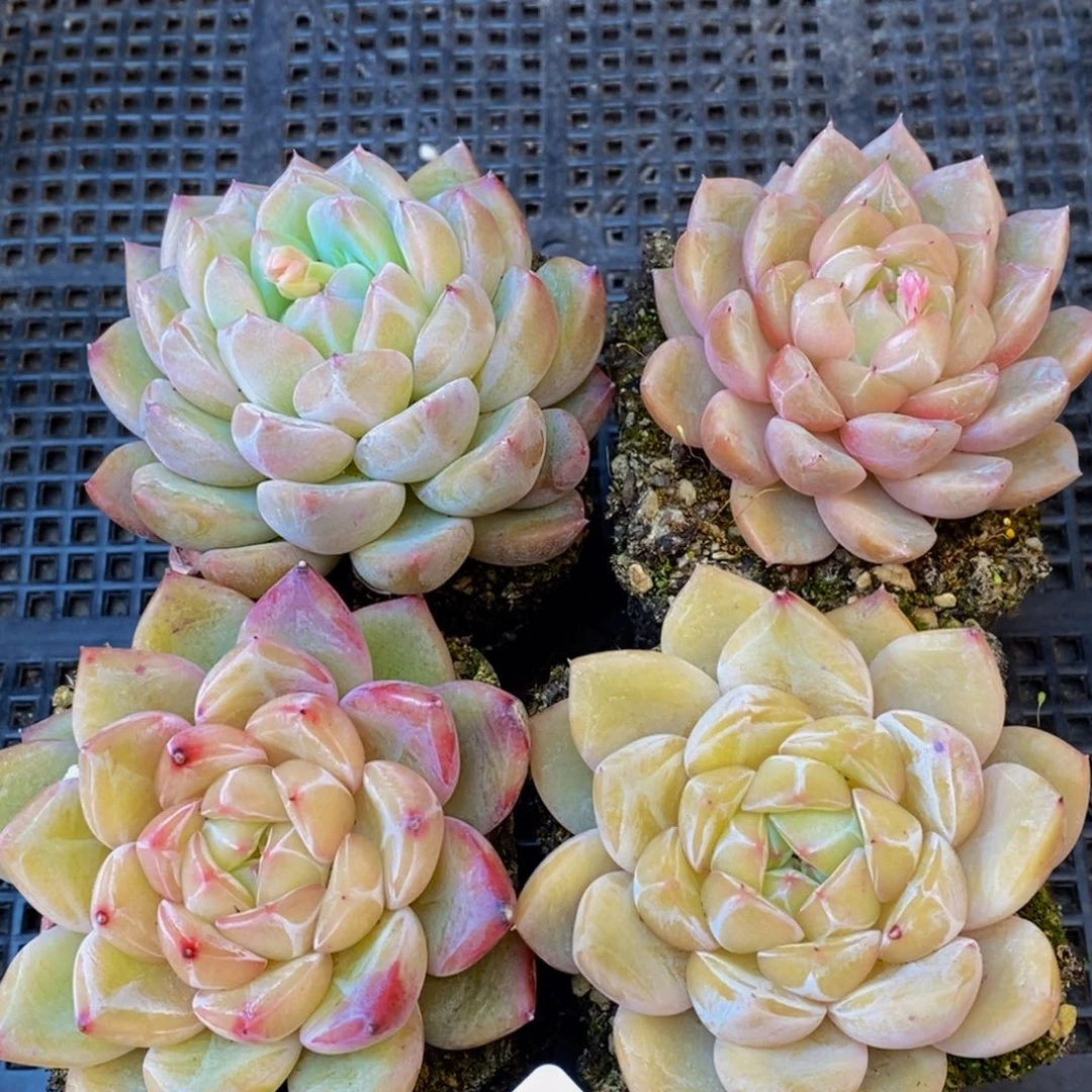 353的人在一起了。。