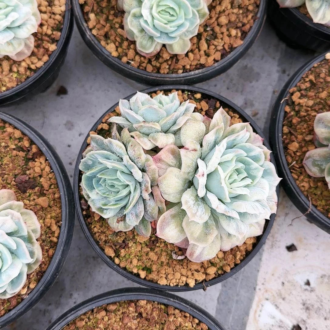 用****52808号   105     肉