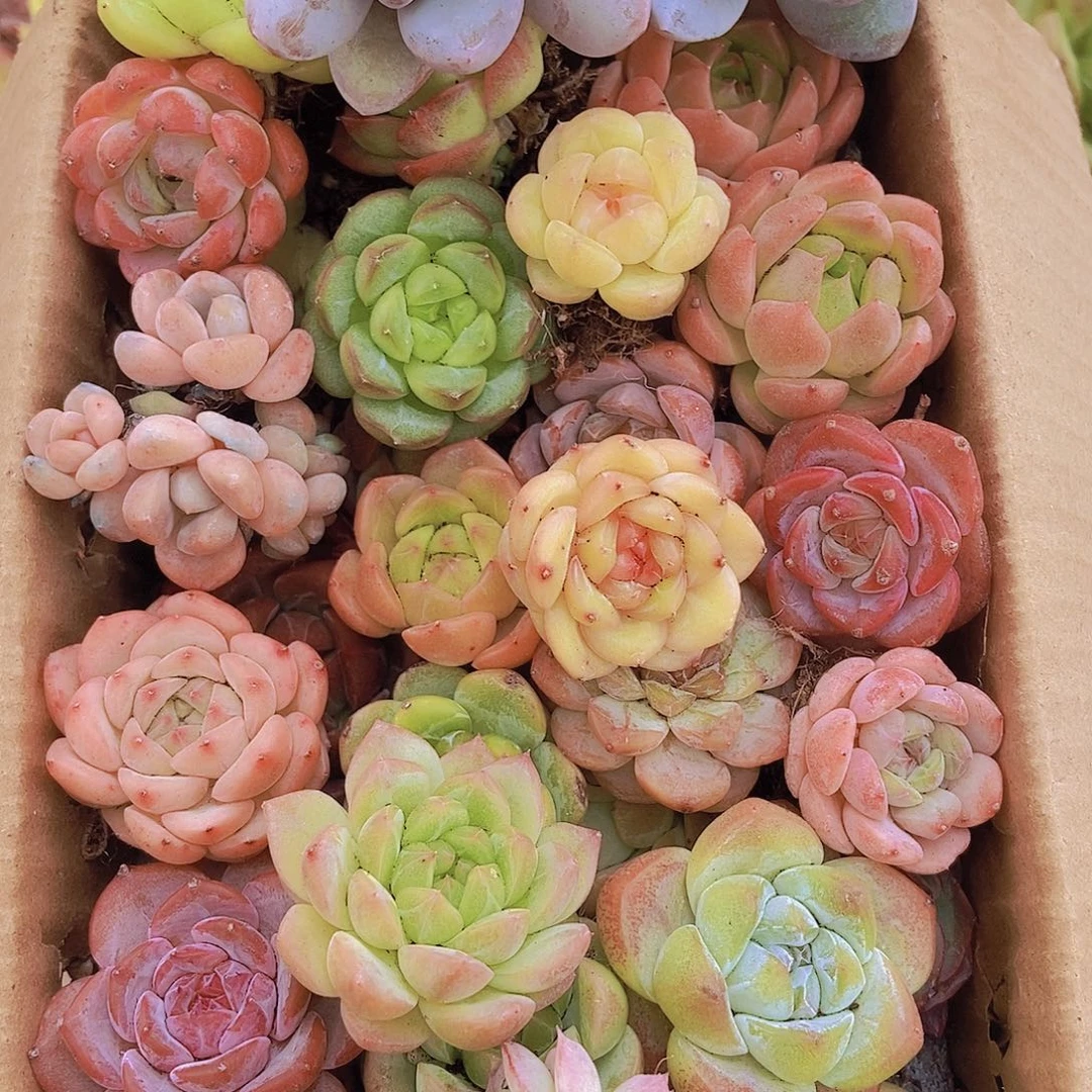 0000001量拍保底20颗，小