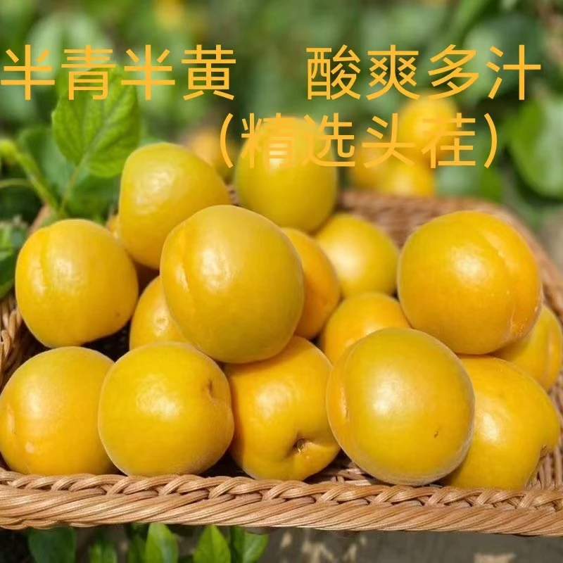 运城金太阳大黄杏，应季酸甜头茬水果，现摘新鲜整箱。