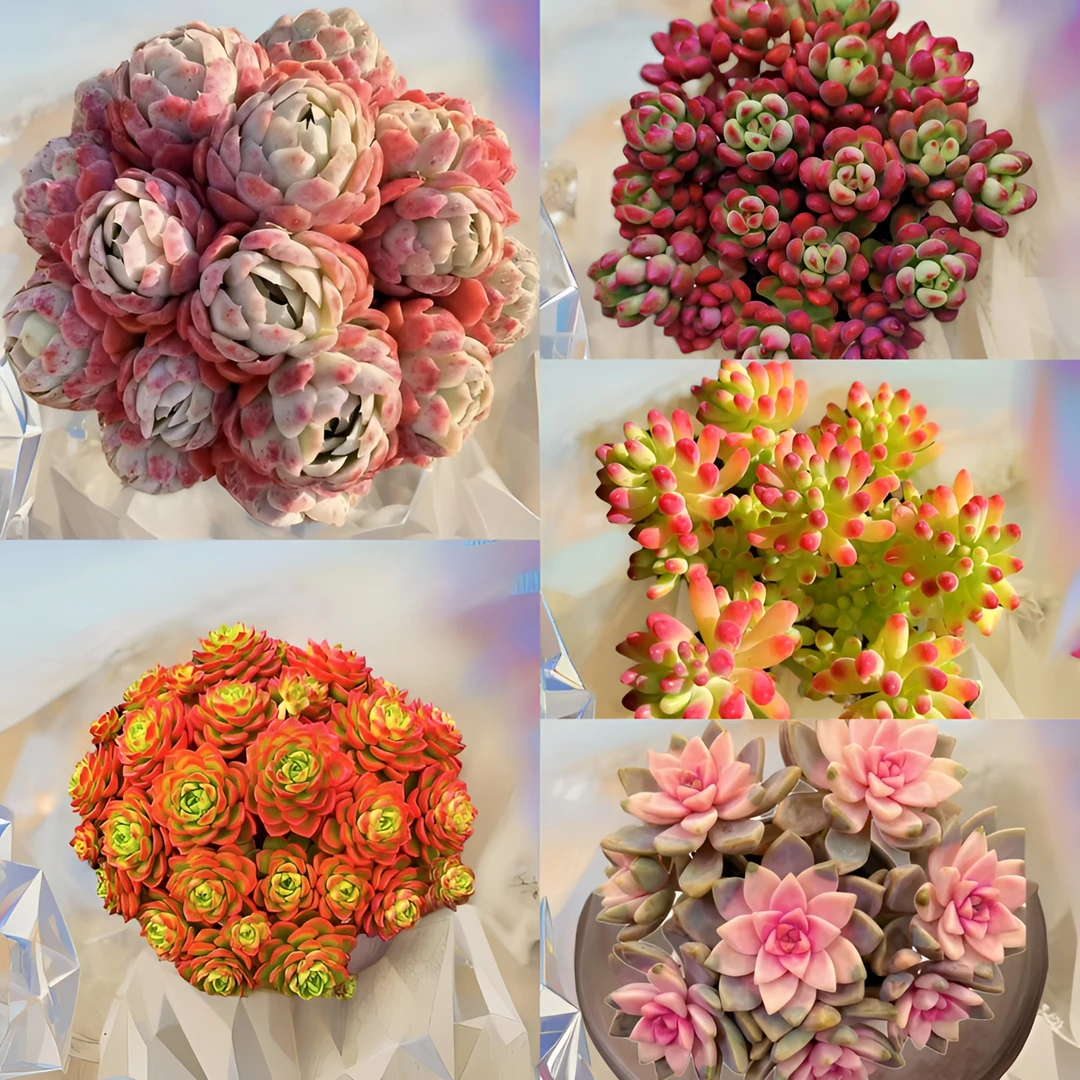 L云南多肉新手大礼包 皮实好养耐旱 元旦迎新年宵纳福