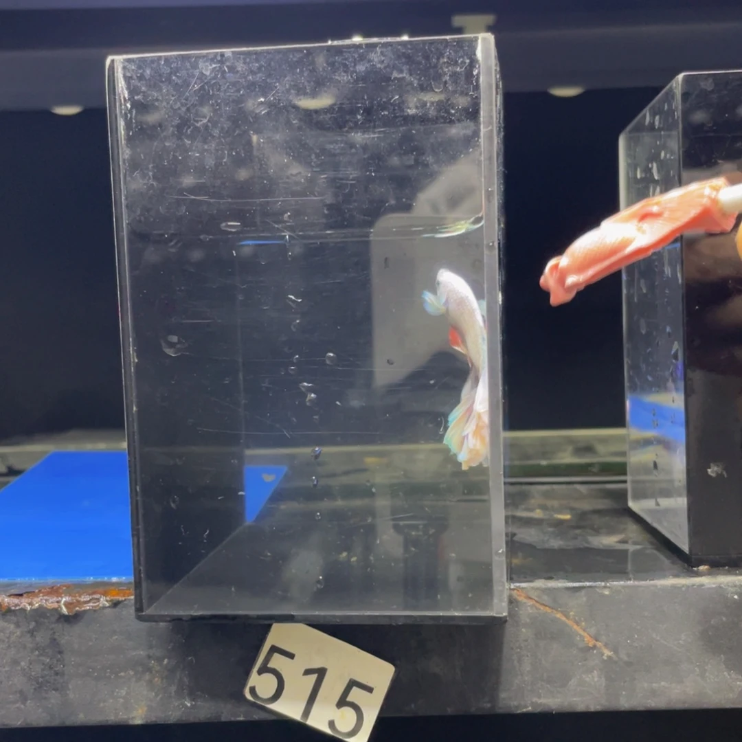 下***睡海水鱼hahshsyshshshsh