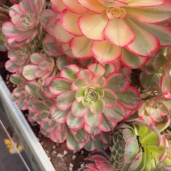 多肉植物该神0569