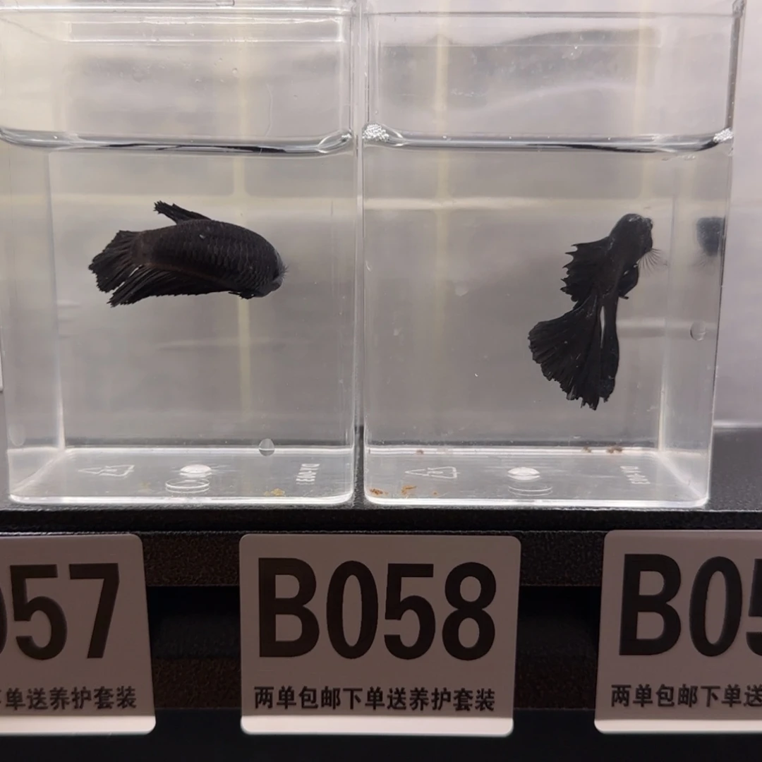 大***人斗鱼黑色对鱼一公一母