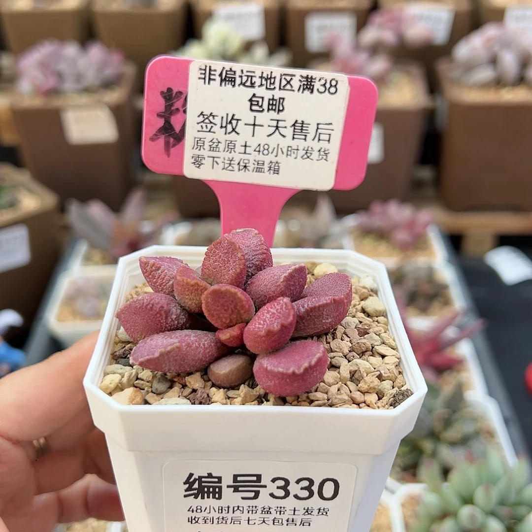 330赛猪肝多肉植物