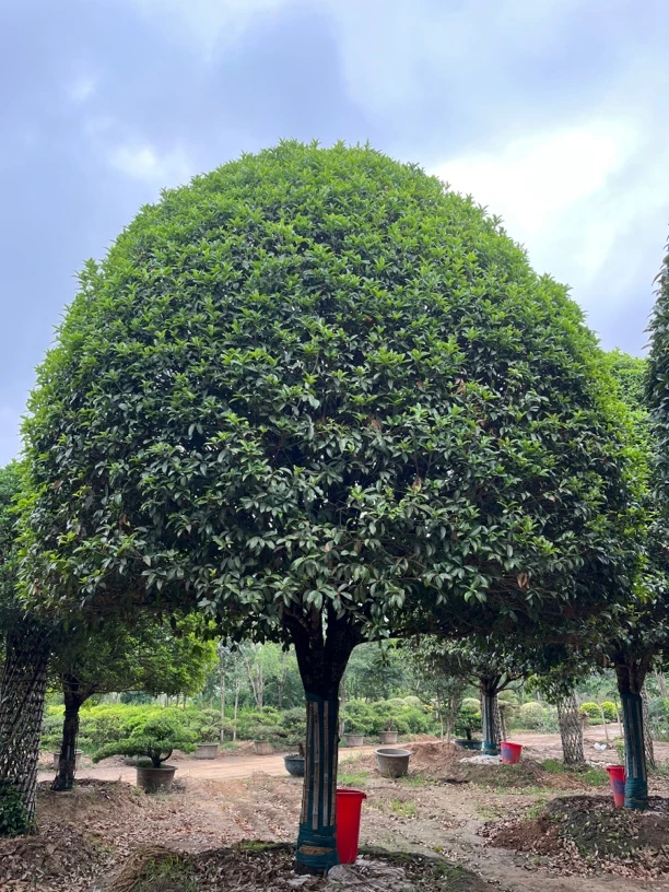 欧月茶花木槿花红王子锦带松柏塔柏紫薇花紫荆花桂花丁香花紫藤花