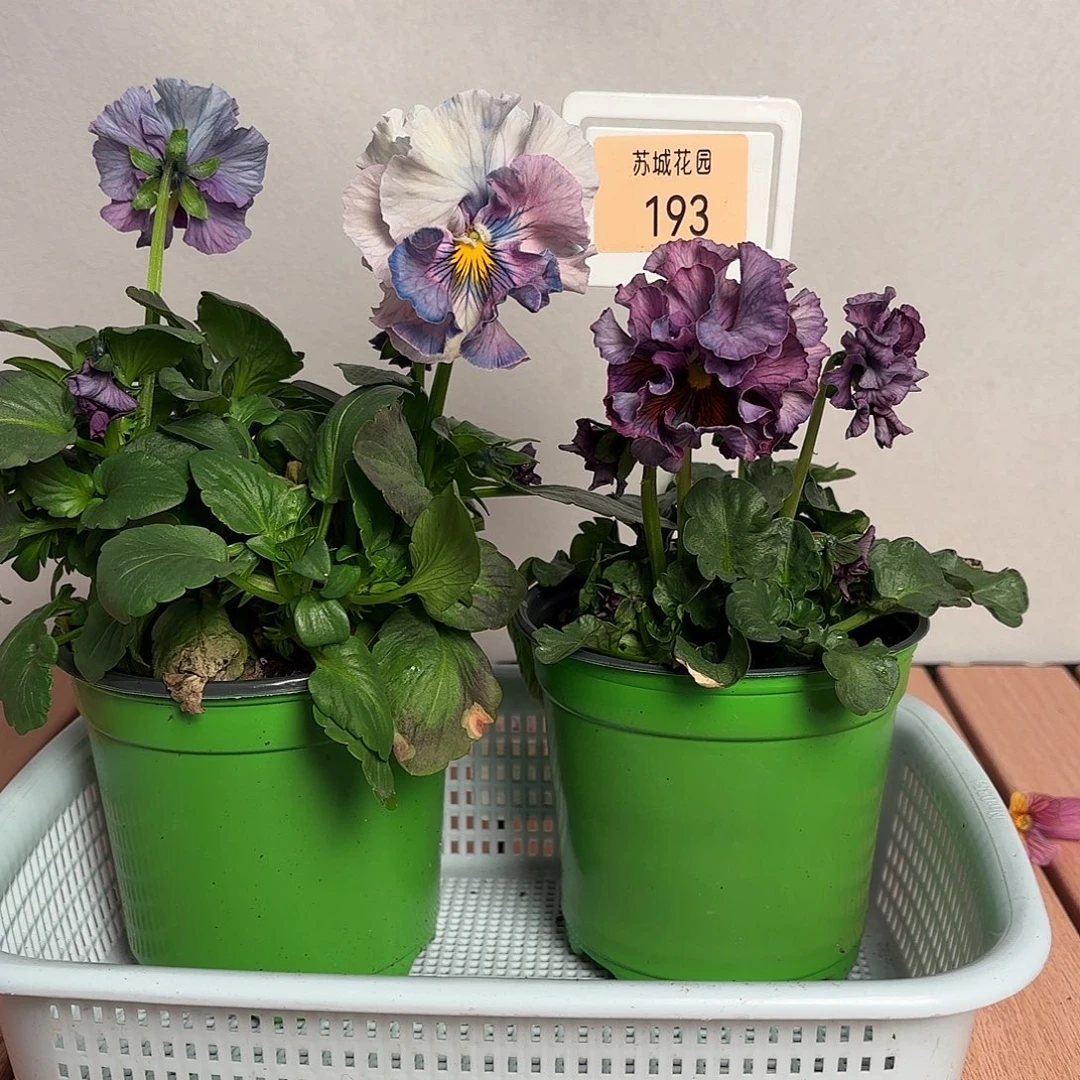大部分开放少量花苞193