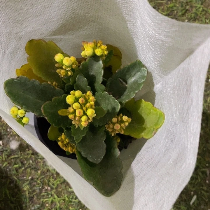 桔色长寿花带盆土发