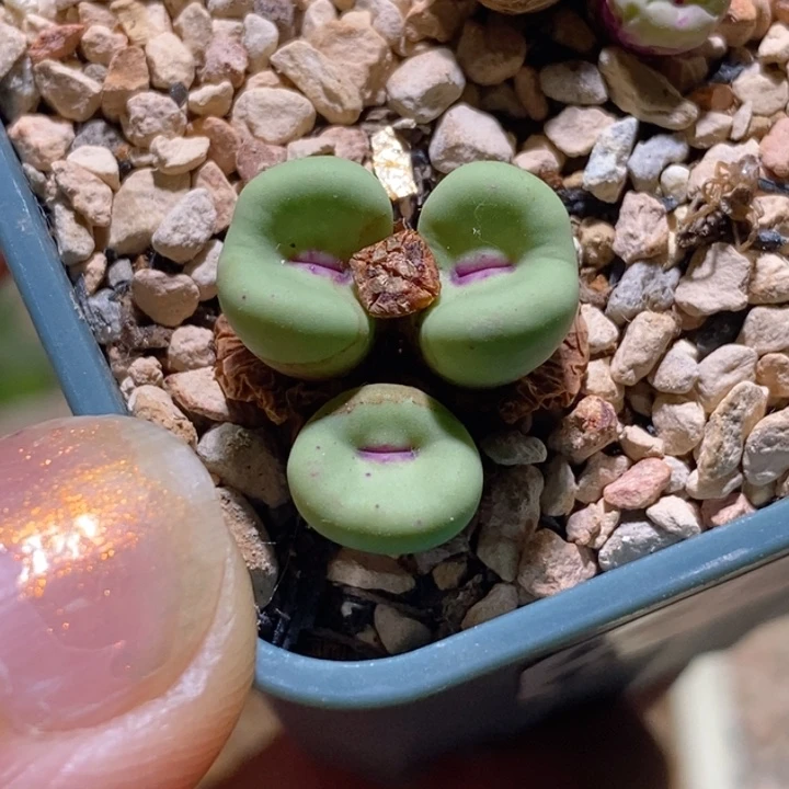 三头贝特分开播福利
