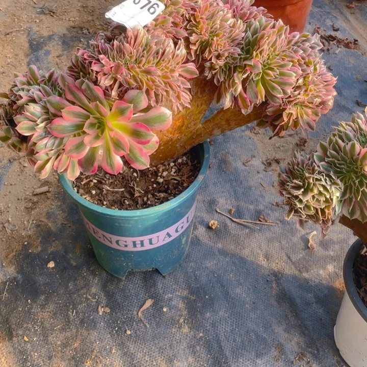 W*F多肉粉女巫缀化576