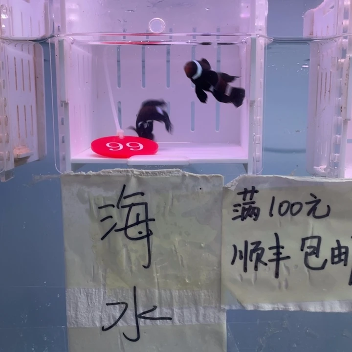 海水鱼缎纹奥黑礼服一对4-5