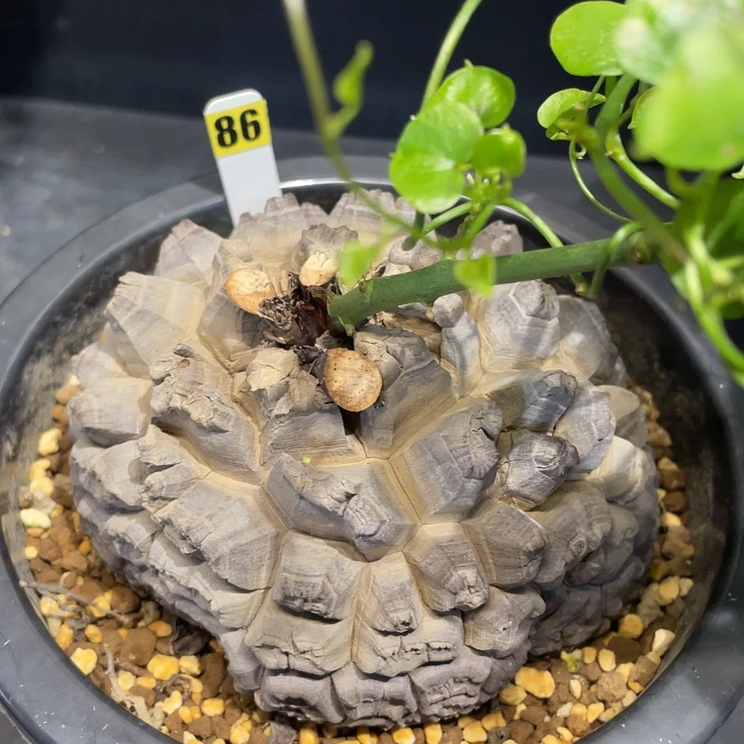 86日系剑甲龟甲龙12.3厘米