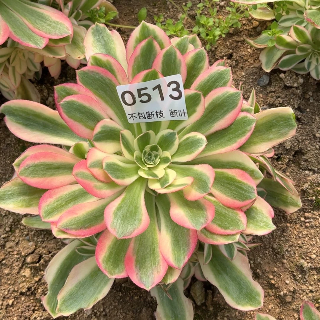 513号，粉女巫，脱土发货