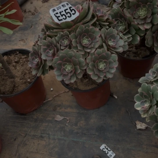 555粉花妖不包断枝