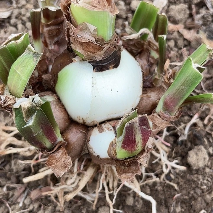 悟***花杂交三号带肋开花不售后