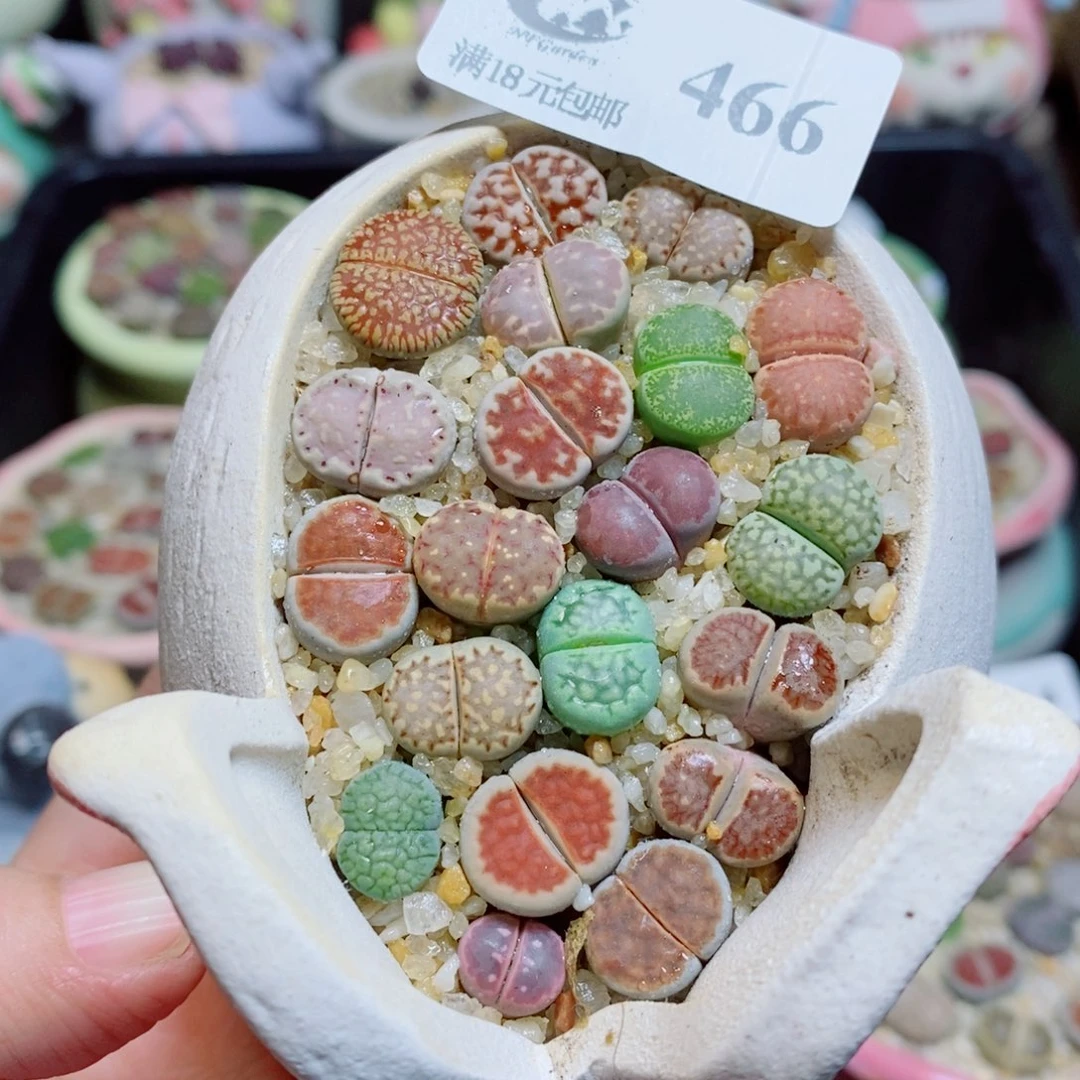生石花花花花开了466