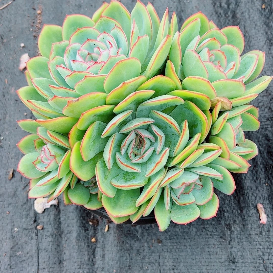 晨露大群，一物一拍