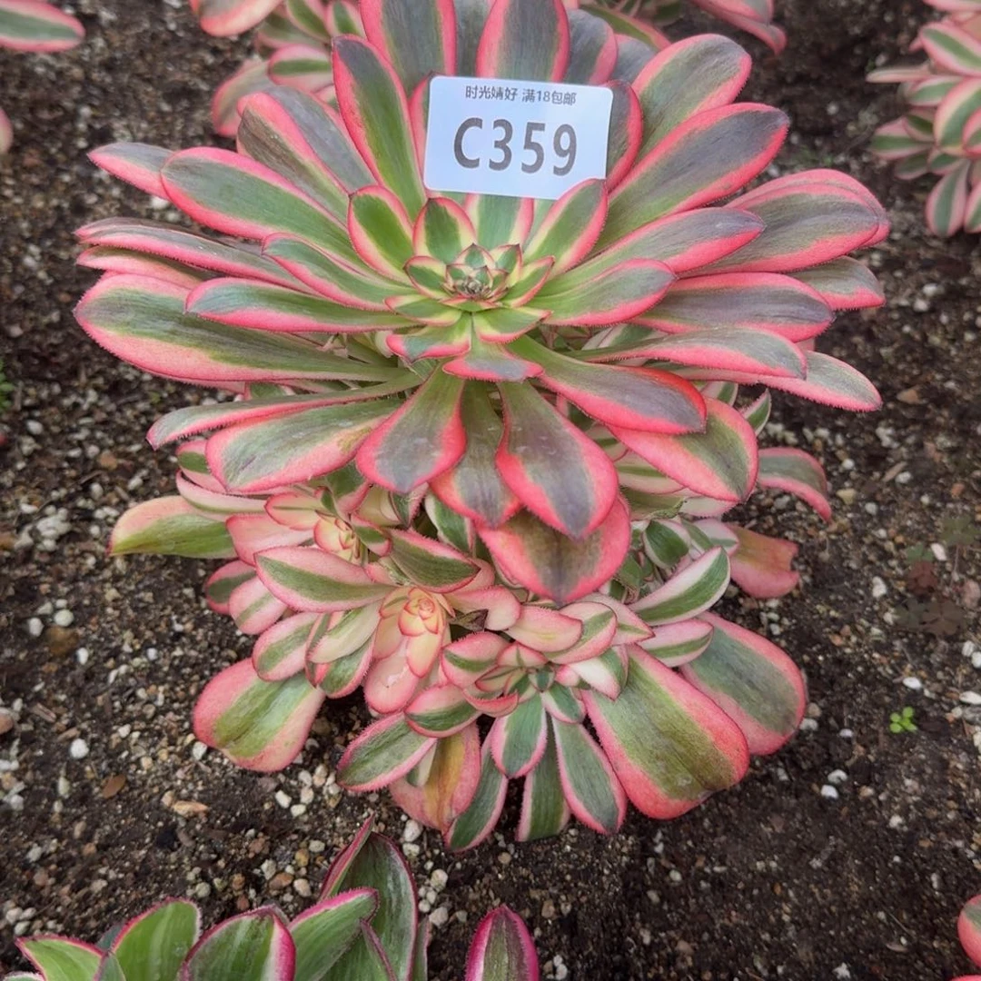 郝****?259初恋寄养到秋，