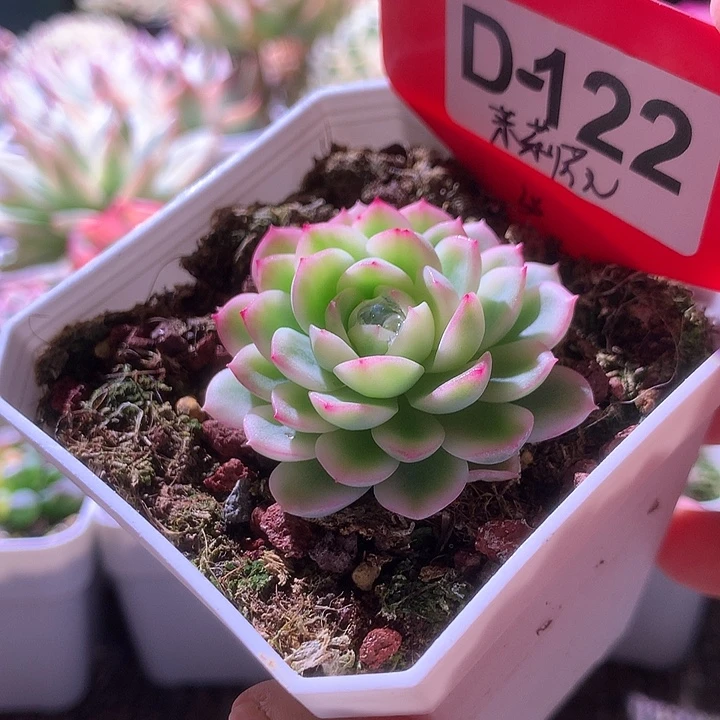 茉莉花覆轮锦有根