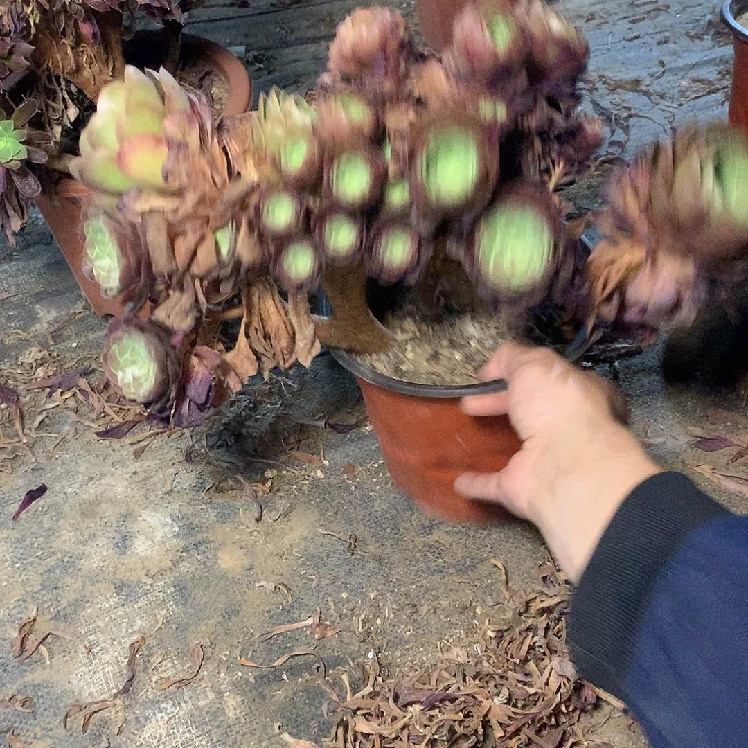 多肉多肉多肉万圣节多多缀