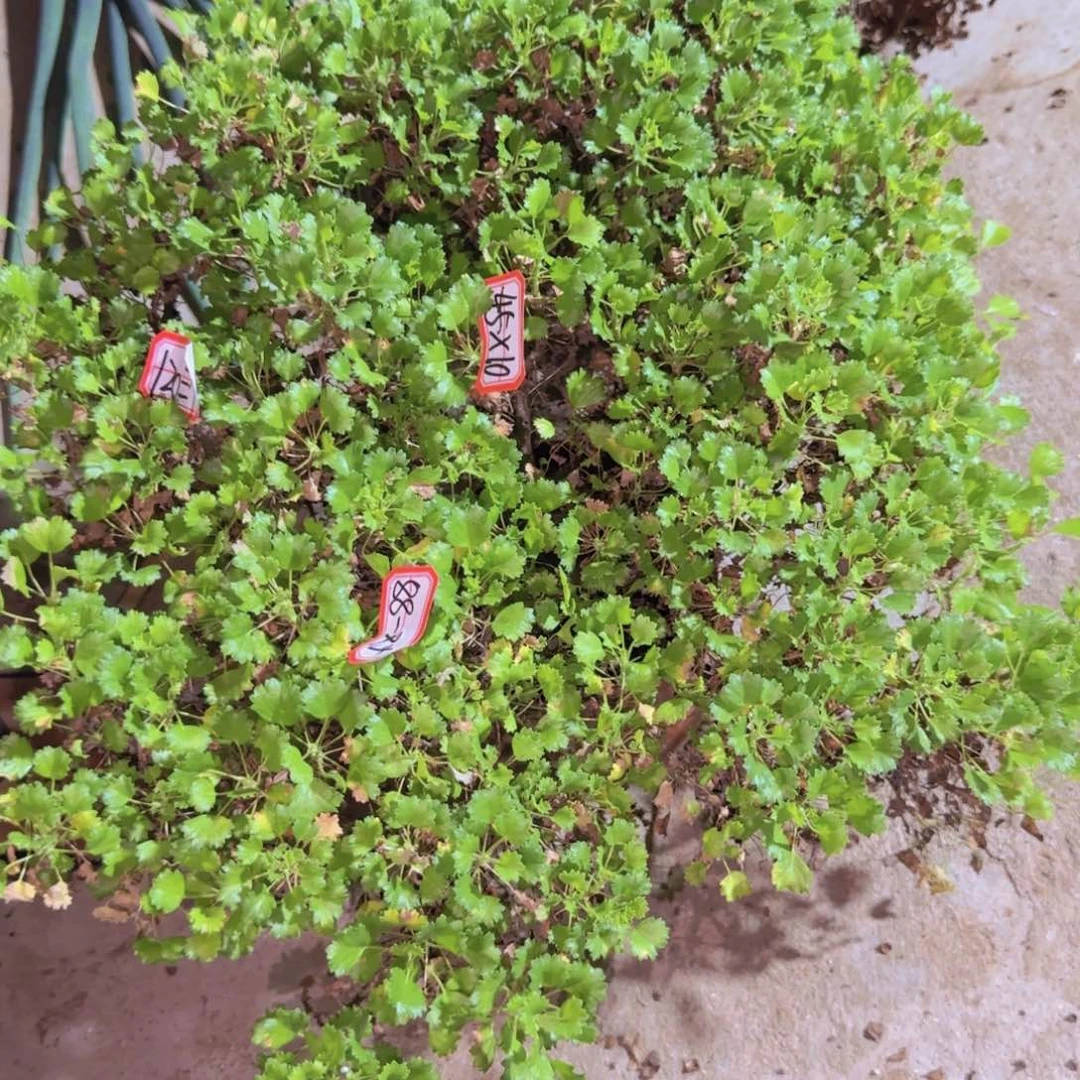 块根植物块根植物