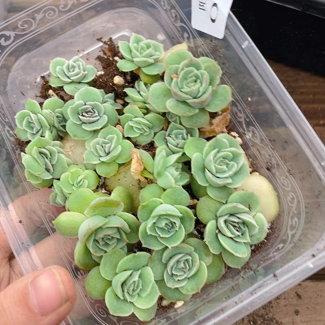 小***n多肉植物多肉植物682