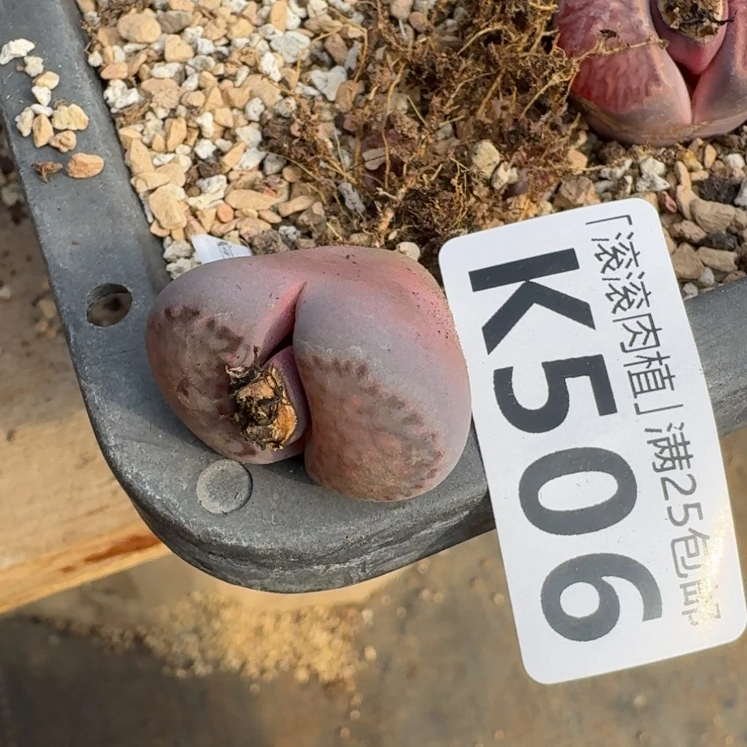 じ****K506紫菊回交三年
