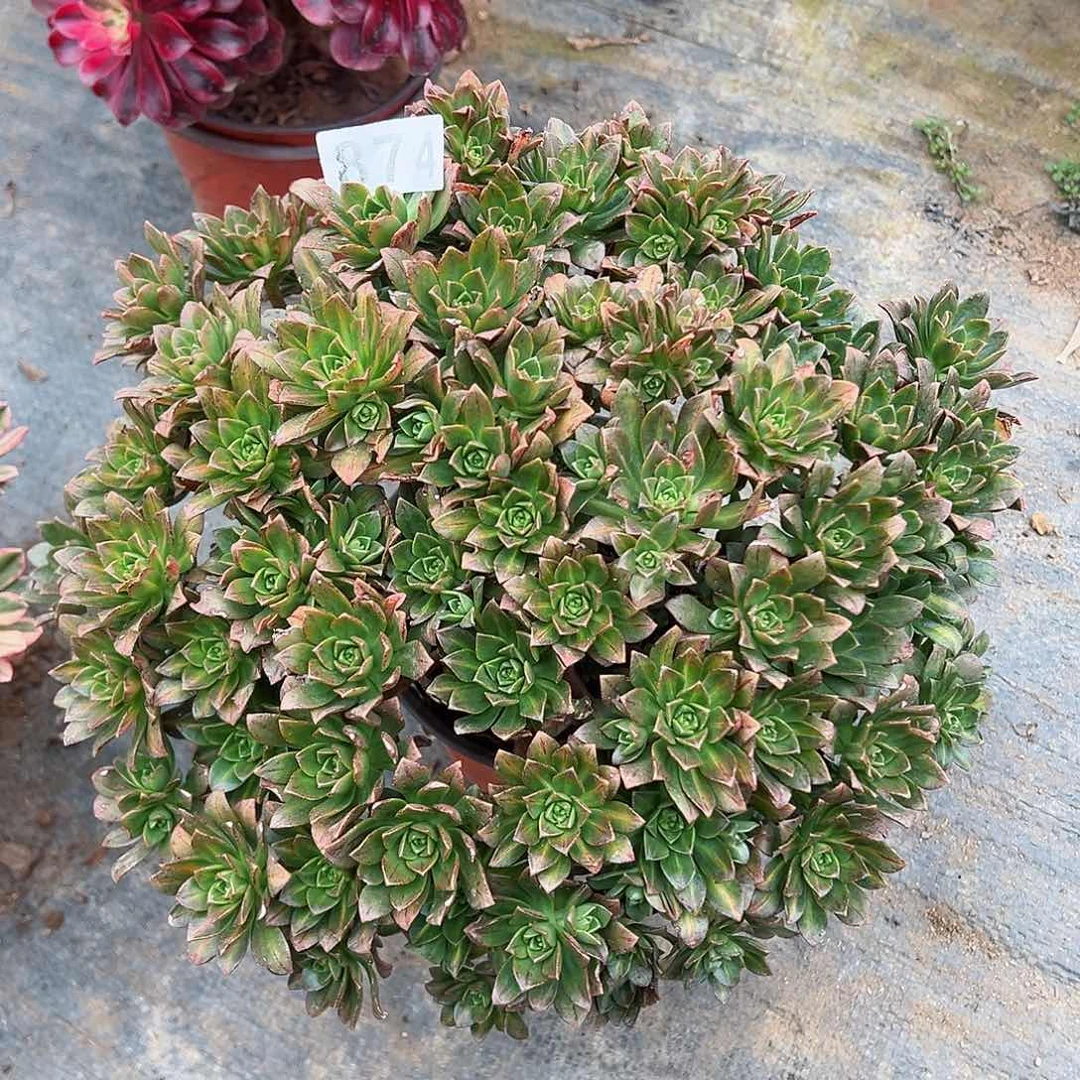 紫砂茶宠花茶老桩874号