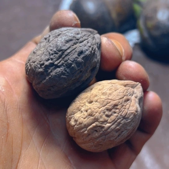 核桃卡37阴阳箭毒蛙26号