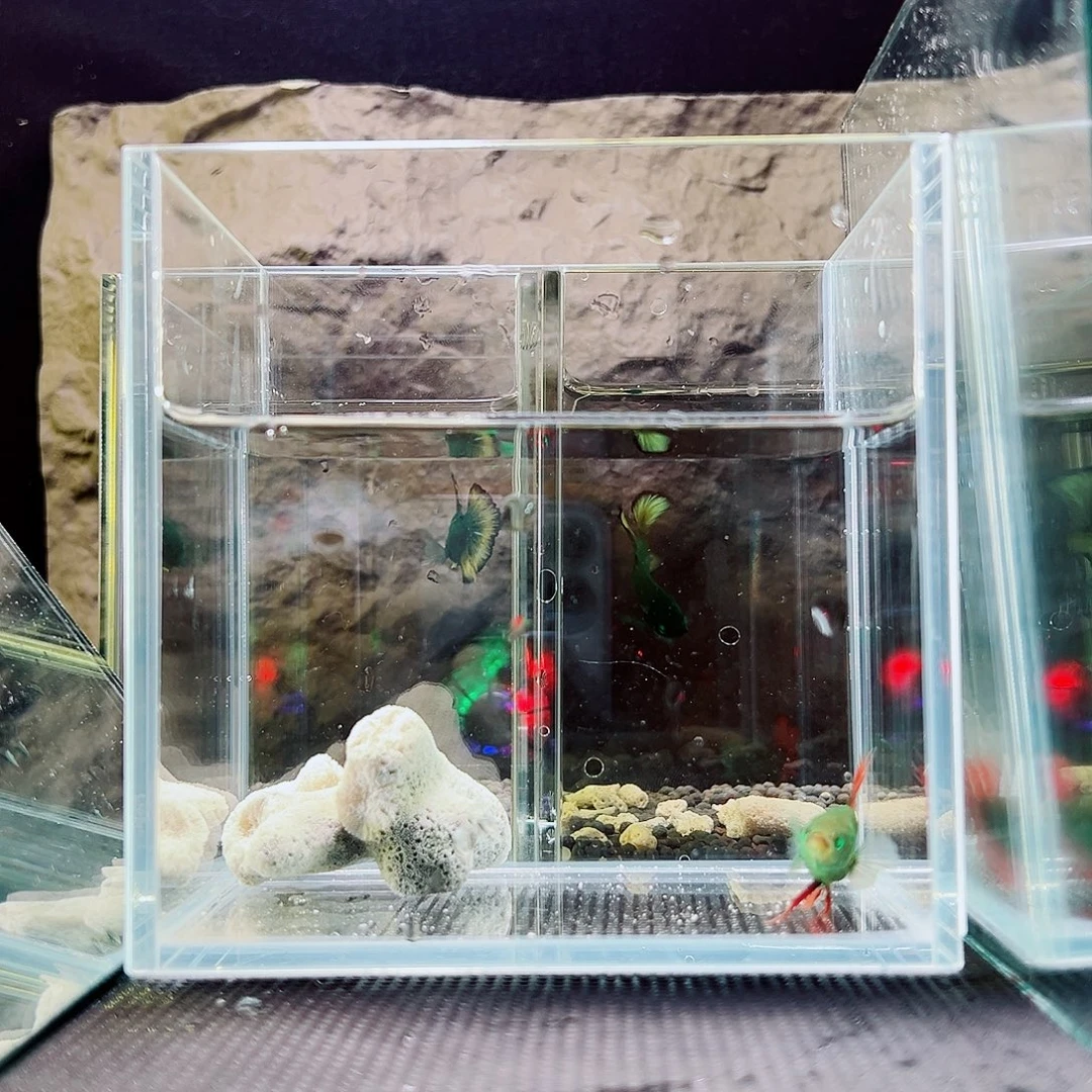 斗鱼精品精品精品精品