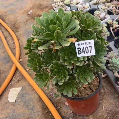 407原始绿不包断枝