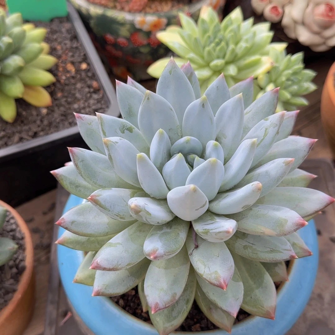 黄***主黄教主姐姐多肉植物