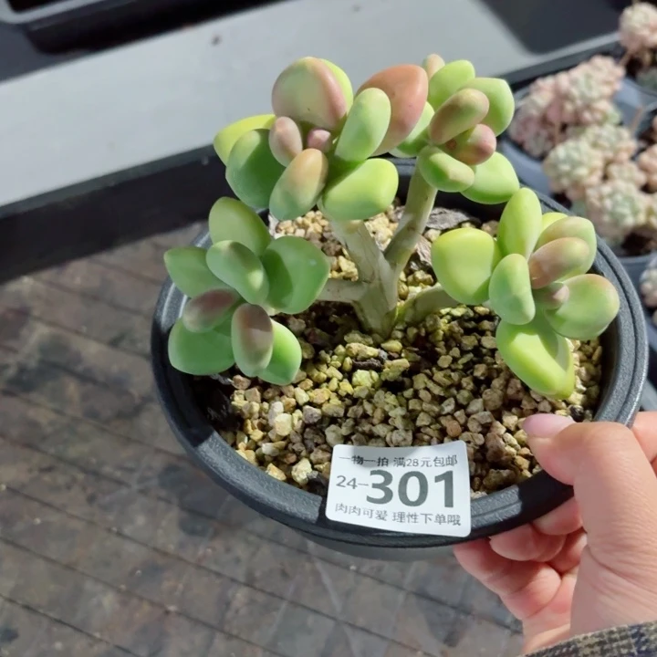 Kk奶多肉无盆土发货无盆