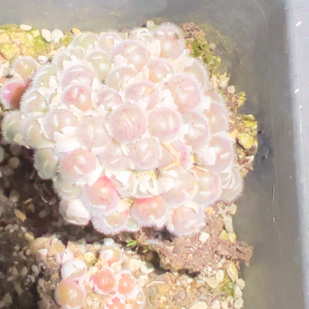 -*专拍专拍 肉锥植物
