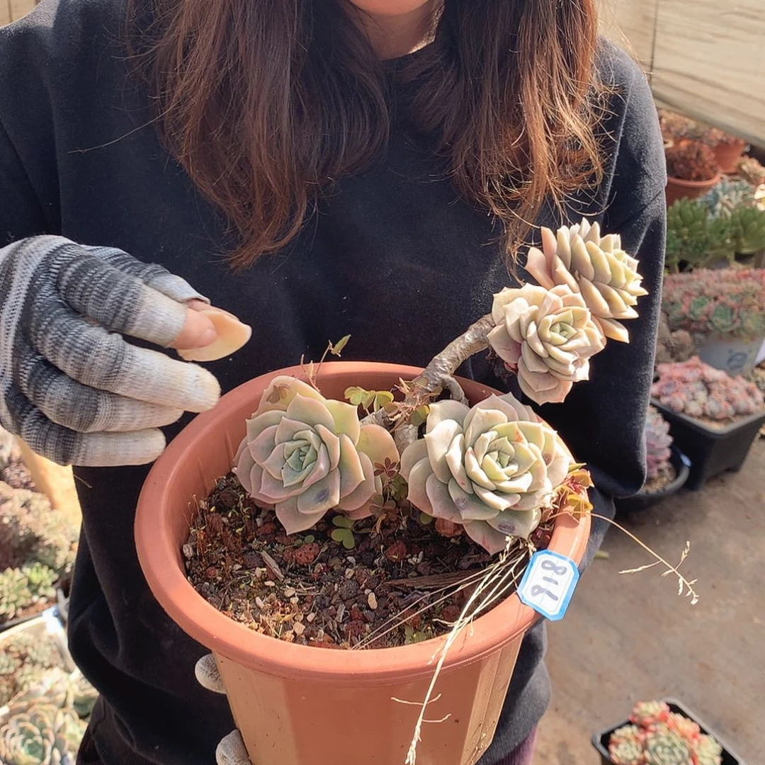 918可爱玫瑰 一物一拍多肉